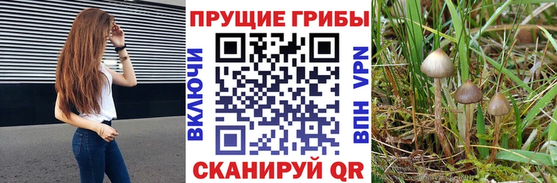 где купить наркотик  Бузулук  Псилоцибиновые грибы MAGIC MUSHROOMS 